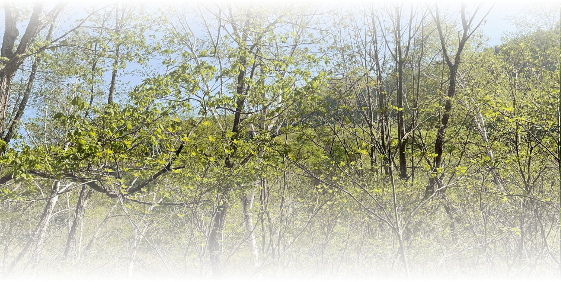 General view of the forest